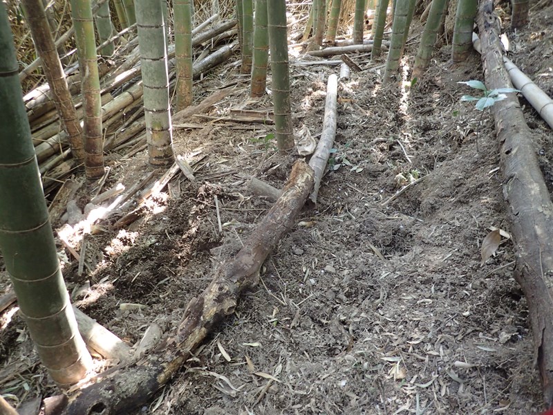竹林内の被害状況